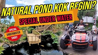 GREBEK NATURAL POND IKAN PREDATOR amp IKAN KOI IMPORT MILIK AndyOpaGaul [upl. by Halludba]