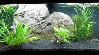 75Gallon CO2Injected AquaScape Update 101224 [upl. by Atnoid]