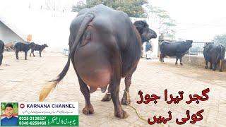 احتشام گجر چیچیاں 5 بھینسیں برائے فروخت 16 ستمبر 2024 karnana channel [upl. by Labanna542]