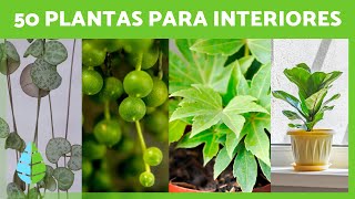 50 PLANTAS de INTERIOR Resistentes y Fáciles de Cuidar 🌵🌼 Nombres y Cuidados [upl. by Galitea117]