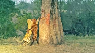 Leopard Struggles to Drag Entire Hyena Into Massive Tree [upl. by Rustin]