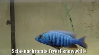 Sciaenochromis fryeri snowwhite [upl. by Weider]