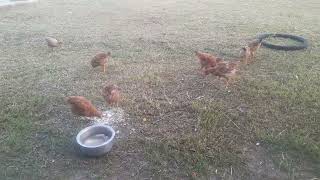 Raising 8 Sasso chicken on free range System [upl. by Borlow]