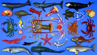 Marine Life Colossal Squid Australian Lobster Pelican Eel Whale Shark Crab Jellyfish Etc [upl. by Aurthur]