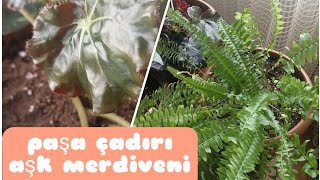 BEGONYAAÅK MERDÄ°VENÄ° MONSTERA  SALON BÄ°TKÄ°LERÄ°MÄ°N DÄ°KÄ°MÄ°NÄ° YAPALIM ğŸª´ğŸµï¸ [upl. by Acirt]