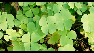 Hepatoprotective Activity of Whole Plant Extract Fractions of Marsilea minuta Linn [upl. by Retrac]