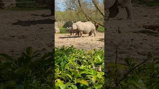 Young Rhino Playfully Running and Hopping Near Mom at the Zoo 🦏 zoo animals animalkingdom cute [upl. by Zoldi275]