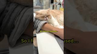 My cat is very clingy，So I feel very confused pets cat [upl. by Aikaj]