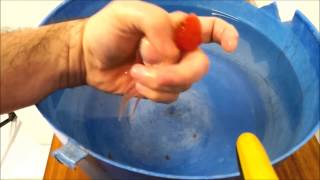 Operacion de cresta Goldfish Oranda Red Cap [upl. by Jezebel]