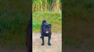 Pug black male stud service gurdaspur Punjab 9872537639 [upl. by Enellek]