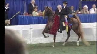 Five Gaited American Saddlebred World Champion Boucheron [upl. by Nelleyram]