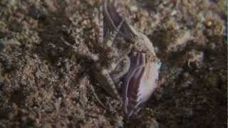 A Weird Underwater Predator  The Bobbit Worm in Anilao Philippines [upl. by Omero]