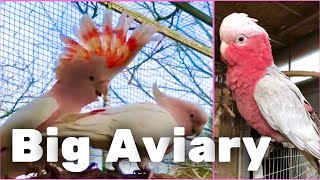 Galah Cockatoo  Major Mitchell Cockatoo  visiting a great breeder [upl. by Germann604]