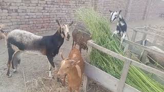 Barbari goat  بربری بکریاں  barbarigoats viralgoat [upl. by Showker]