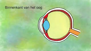 Het oog onderdelen en functies [upl. by Iliam]