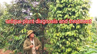 unique plant diagnosis and treatment [upl. by Ahsikcin]