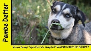 Hangi Markalar Hayvan Deneyi Yapıyor HAYVAN DENEYLERİ 2  SORU SALISI 19 [upl. by Ykroc602]