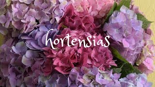 Hortensias Como revivirlas cuando están deshidratadas [upl. by Ttayh]