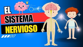 El sistema nervioso Sus componentes  Función e importancia Video educativo para niños [upl. by Kahle176]