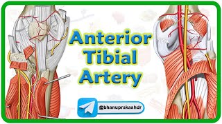 Anterior Tibial Artery Anatomy Animation  Origin Course Branches Supply  USMLE Step 1 Review [upl. by Demmahom666]