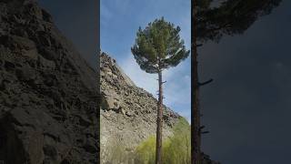 Highest alpine tree🌲🌴 ecology conifer [upl. by Ahsertal]