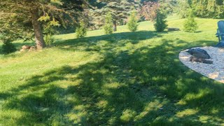 Overseeding Update on Customer Lawn [upl. by Haelam467]