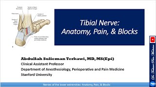 Tibial nerve Anatomy Pain and Block [upl. by Yemirej]