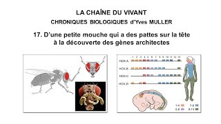 17 D’une petite mouche qui a des pattes sur la tête à la découverte des gènes architectes [upl. by Yllier]