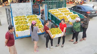 Buy Many Tangerines From My FarmĐao and Use Trucks To Transport And Sell To People [upl. by Sina]