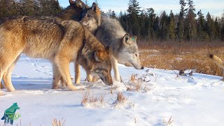 Stunning footage of the Cranberry Bay Pack on a beaver dam [upl. by Fricke]