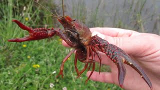 Trapping and Cooking Invasive Red Swamp Crayfish in the Pacific Northwest [upl. by Philipps]