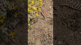 Longnosed Leopard Lizard  2024 Year List [upl. by Tessler]