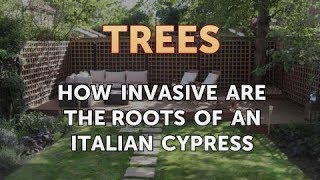 How Invasive Are the Roots of an Italian Cypress [upl. by Garnes]