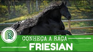 Friesian conheça o cavalo que resiste à passagem do tempo [upl. by Htinek]