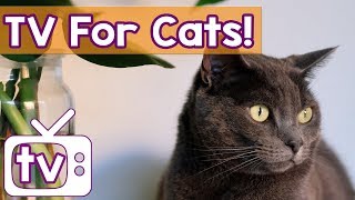 Videos for Cats to Watch and Relax Calming Gerbil Footage amp Relaxing Music Help Cats Relax amp Sleep [upl. by Adimra720]