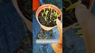 Technique planting portulaca flower colorful shortvideo gardening portulacaflower portulacas [upl. by Erodeht]