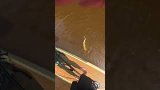 fishing amp paddleboarding for crazy northernpike [upl. by Walley785]