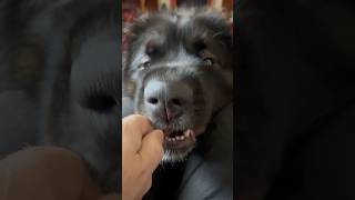 leonberger puppy loves food [upl. by Ahsenhoj]