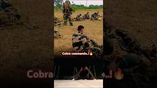 Cobra commando🔥indianarmy cobra commando shorts viralvideo trending youtubeshorts yt [upl. by Marnie]