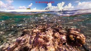 360° VR Palmyra Coral gardens at Palmyra Atoll NWR [upl. by Nosa996]