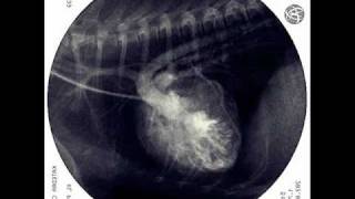 Tetralogy of Fallot in dog XRAY fluoroscopic examination [upl. by Ermin]