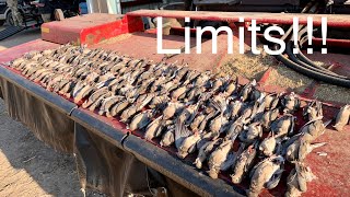 EPIC 100 Bird Dove Opener 2023 Catch Clean Cook [upl. by Ahsilam]