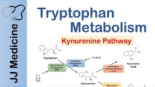 Tryptophan Metabolism Degradation and the Kynurenine Pathway [upl. by Ahsinrad]