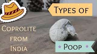 Types of Poop coprolite from India hindi [upl. by Zelig]