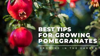 HOW to PLANT and GROW POMEGRANATES plus WHEN to HARVEST HOW to EAT and what to do about BUGS [upl. by Eleaffar]