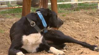 Working Cattle Dogs [upl. by Marquardt699]