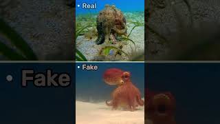 Octopus Robot meet real short viral animals discovery adventure orca octopus funny [upl. by Fai]