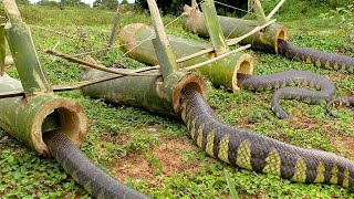 DIY Snake Trap Technology  Learning to make Bamboo snake trap [upl. by Aehsan]