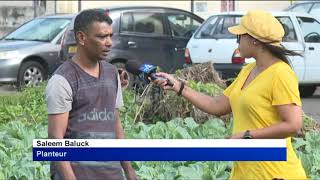 Choufleur local  le FAREI vise à introduire une variété plus tolérante à des défis climatiques [upl. by Acimehs865]