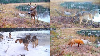 Northwoods wildlife deep in the heart of Voyageurs National Park [upl. by Nina426]